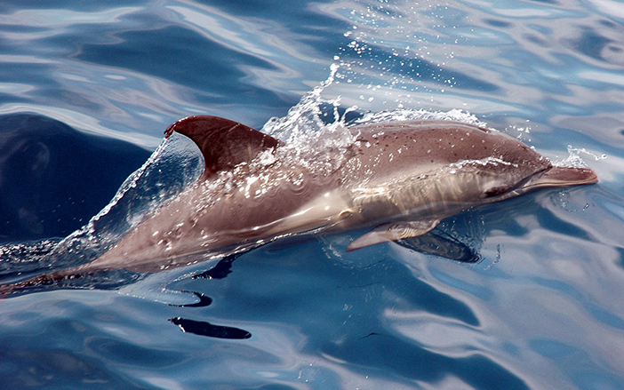 Deplhinus delfis, Κεφαλονιά