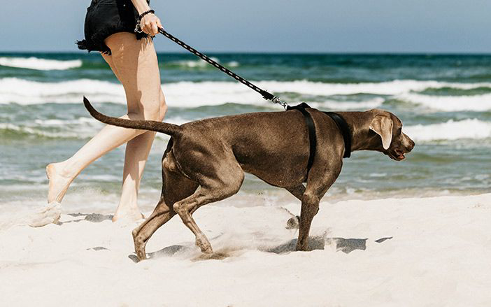 Σκύλος βόλτα στην παραλία