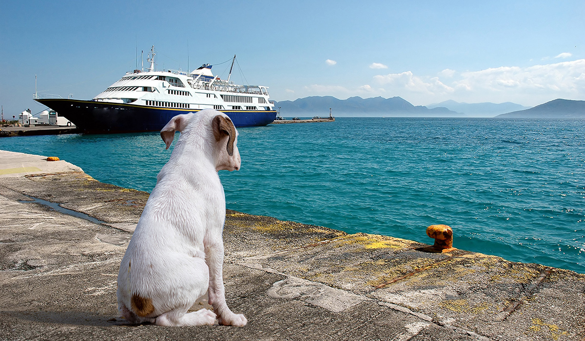 Σκύλος στο λιμάνι της Αίγινας